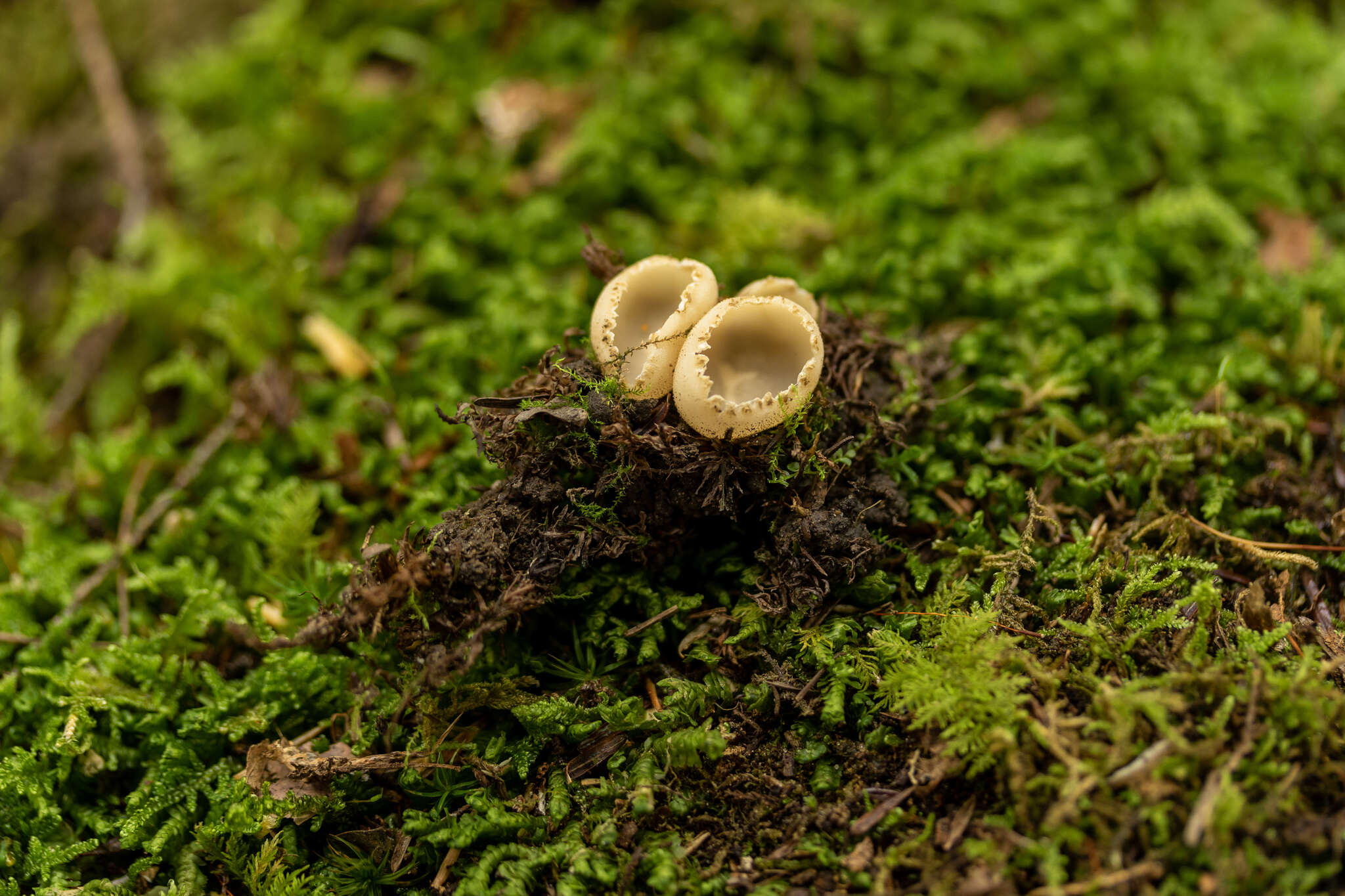 Image of Tarzetta cupularis (L.) Svrček 1981