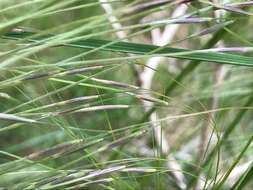 Image of Austrostipa rudis (Spreng.) S. W. L. Jacobs & J. Everett