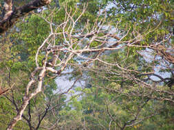 Image of Malabar Grey Hornbill