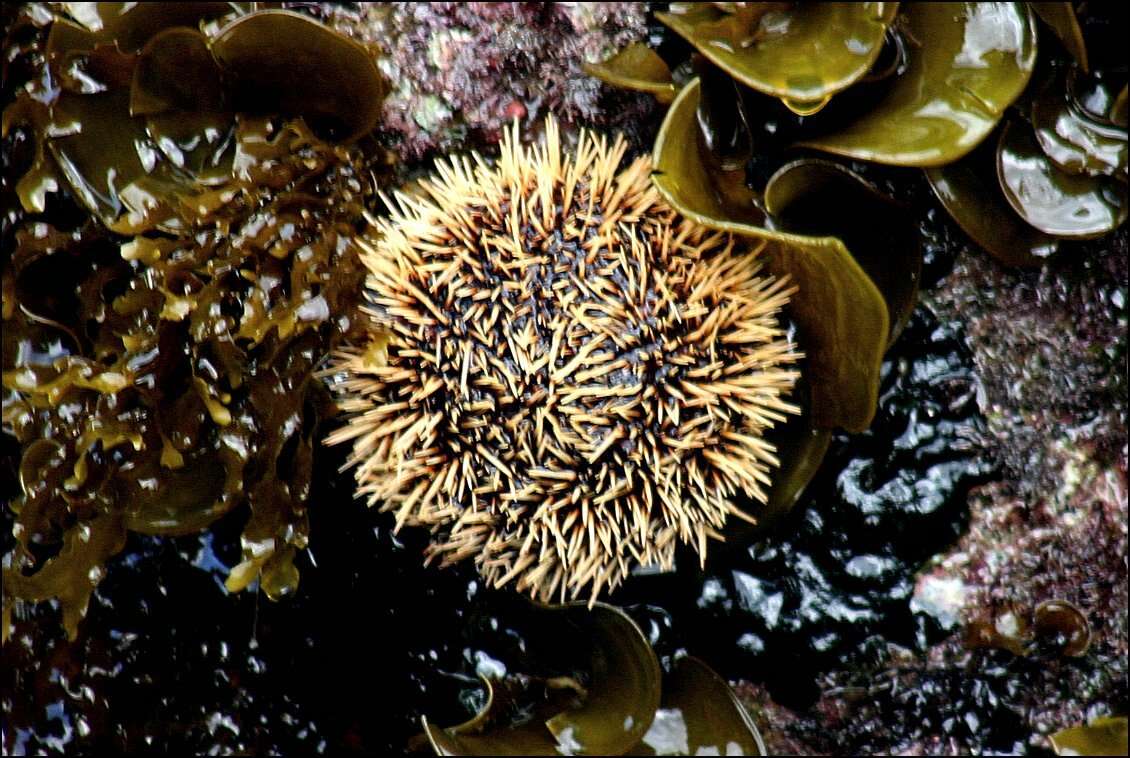 Image of White Sea Urchin