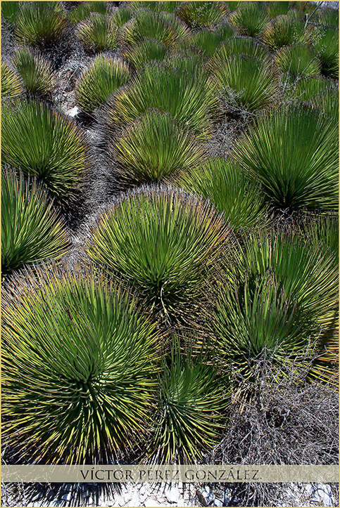 Agave striata Zucc. resmi