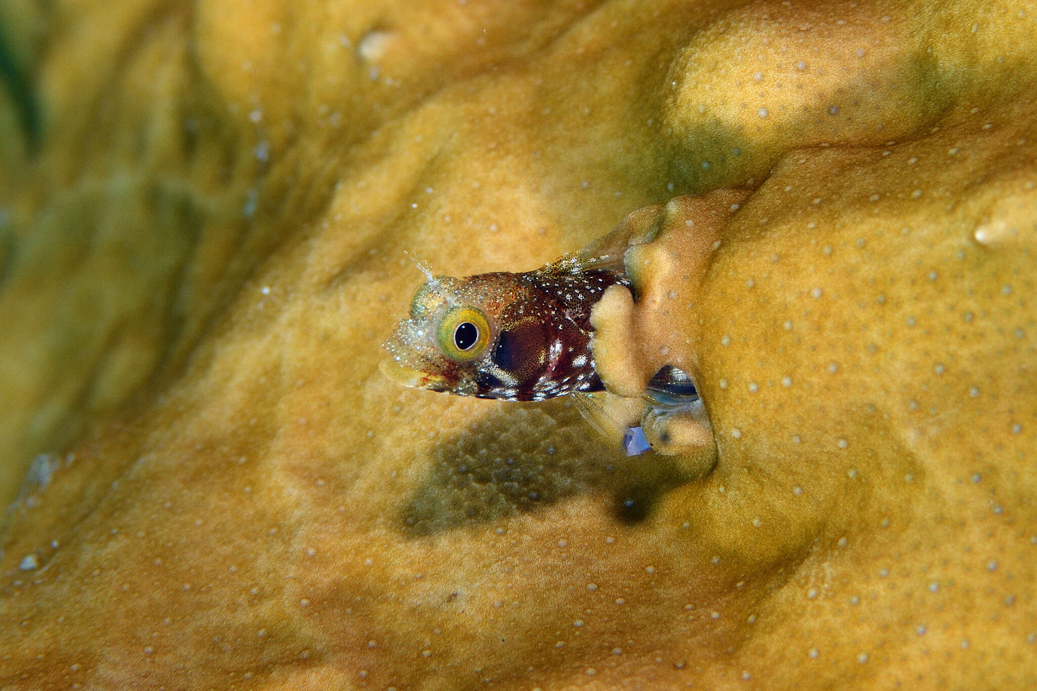 Image of Spiny blenny