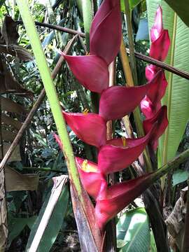 Image of Heliconia bourgaeana Petersen