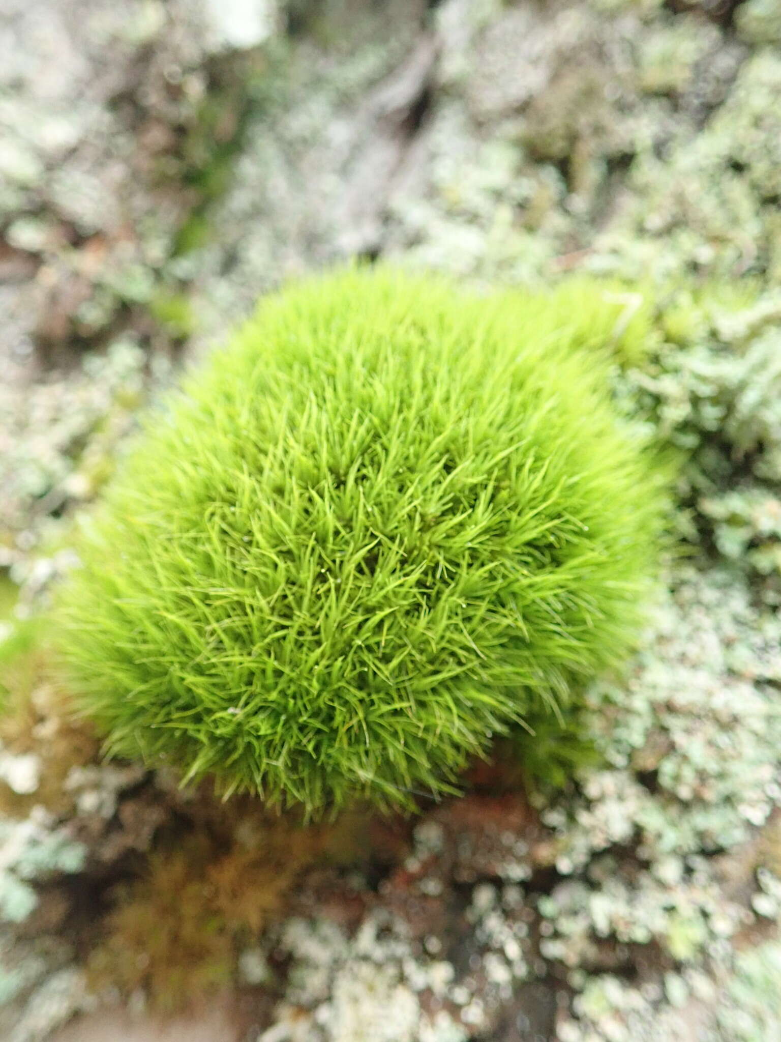 Image of dicranum moss