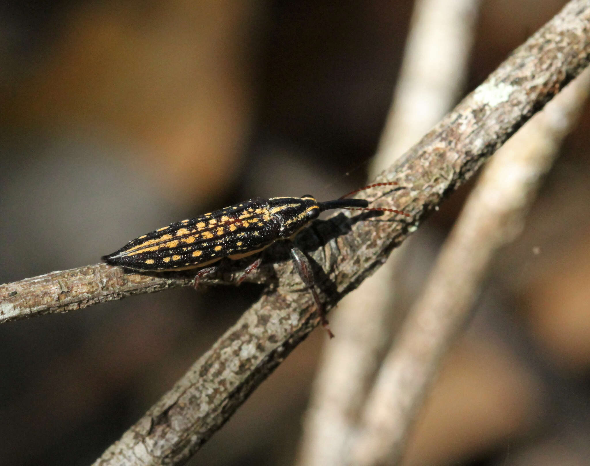 Image of Rhinotia lineata Zimmerman 1994