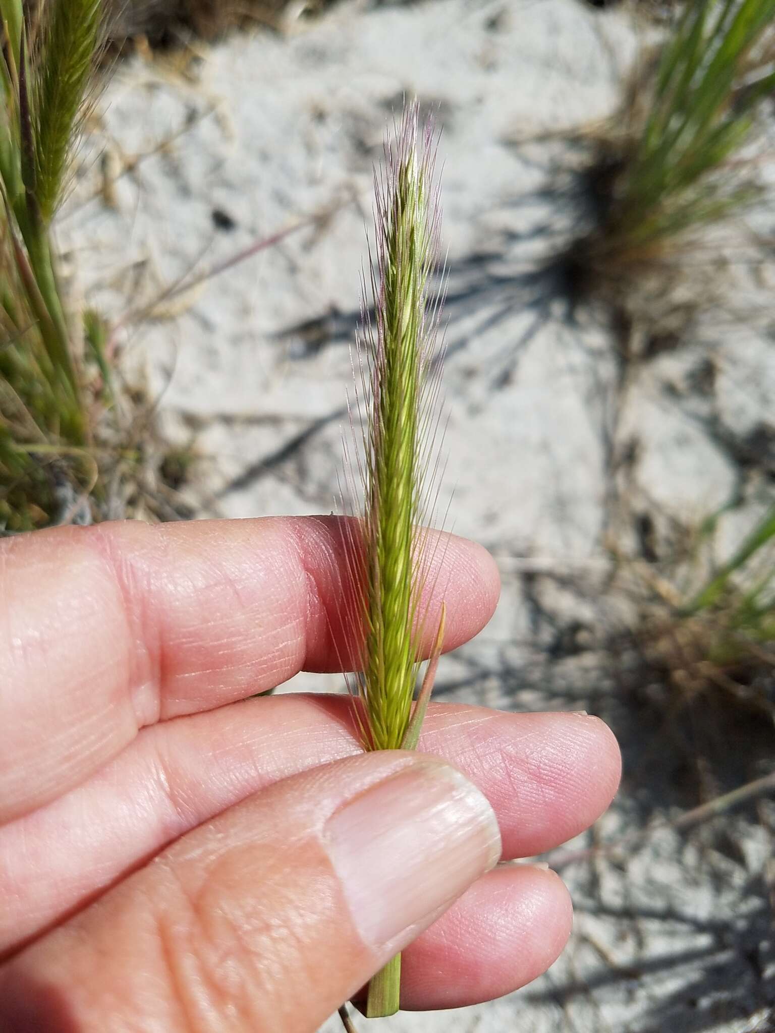 Hordeum depressum (Scribn. & J. G. Sm.) Rydb.的圖片