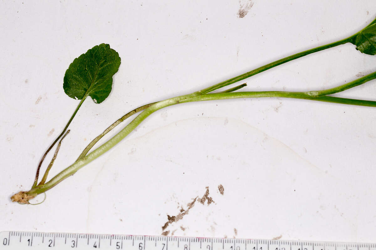 Image of Betony-leaved Rampion