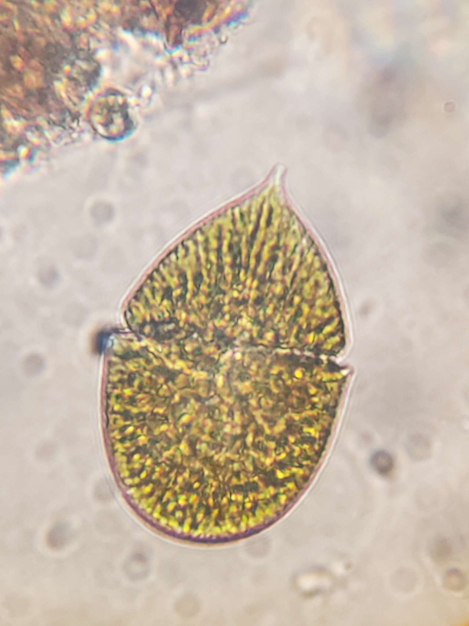 صورة Gymnodinium fuscum