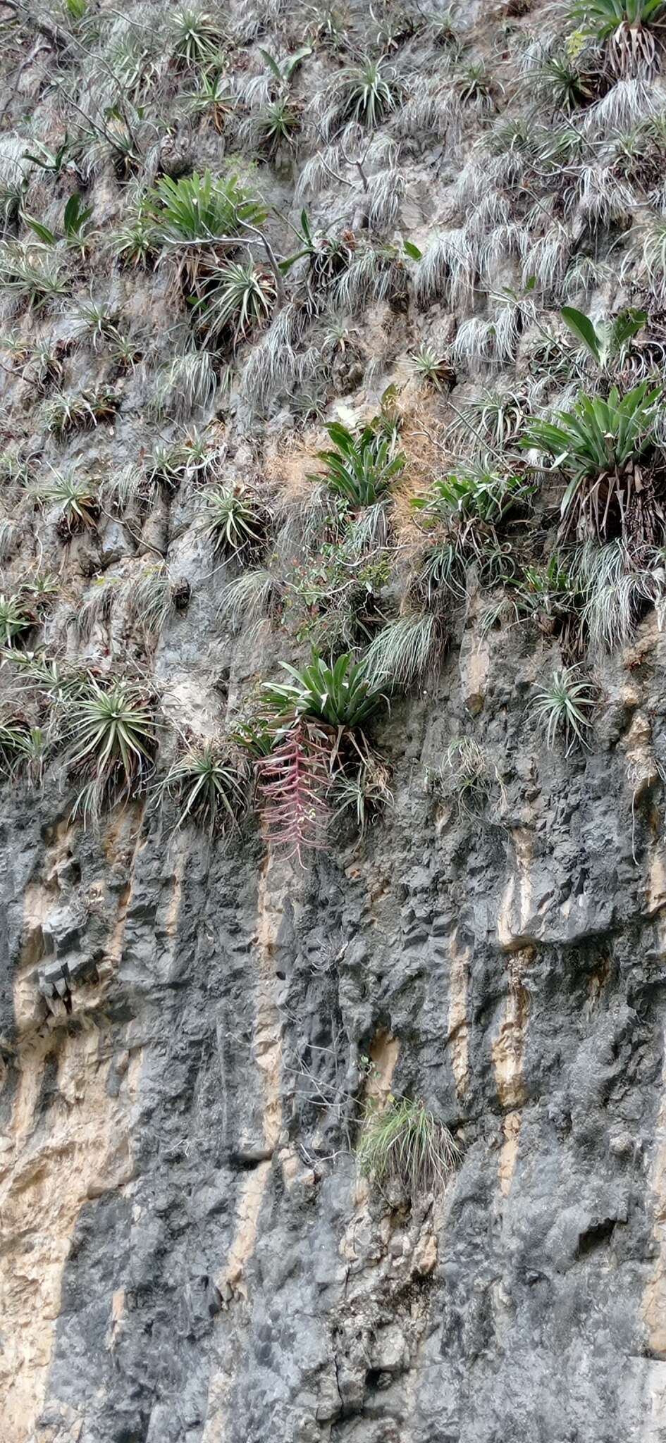 Imagem de Tillandsia juerg-rutschmannii Rauh