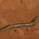 Image of Shark Bay Broad-blazed Slider