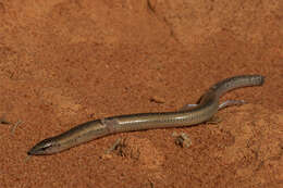 Image of Shark Bay Broad-blazed Slider