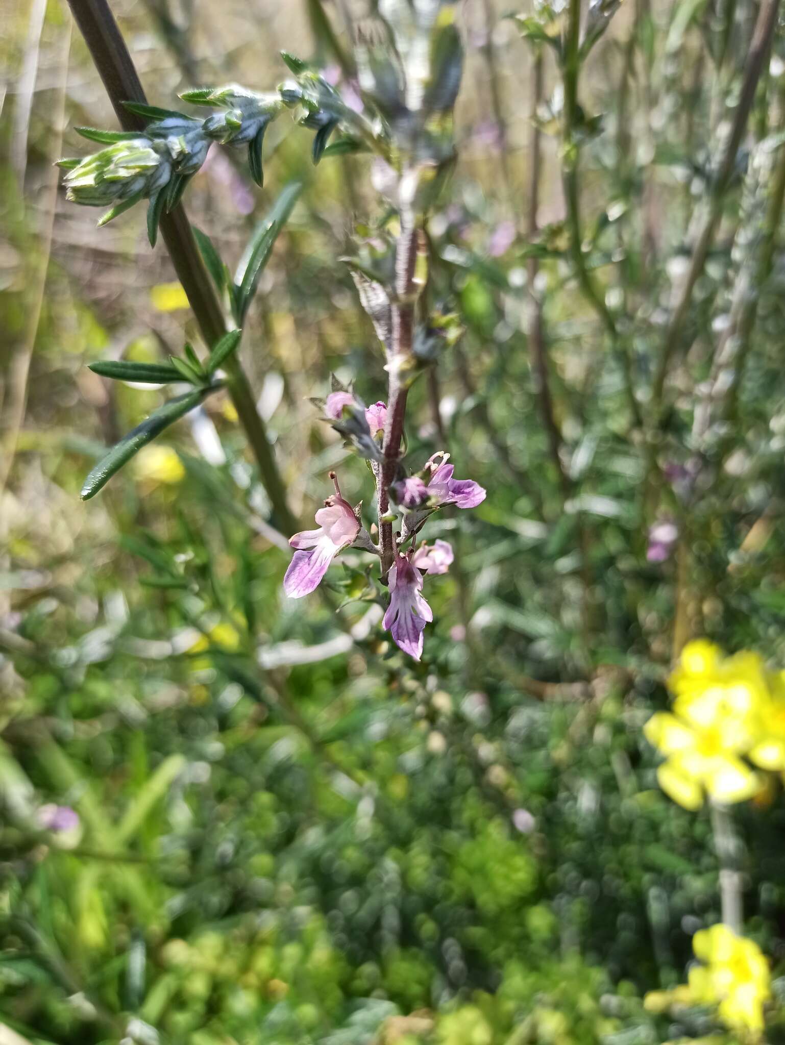 Image of Teucrium creticum L.