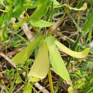 Image of Euphorbia pterococca Brot.