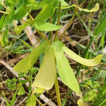 Euphorbia pterococca Brot. resmi