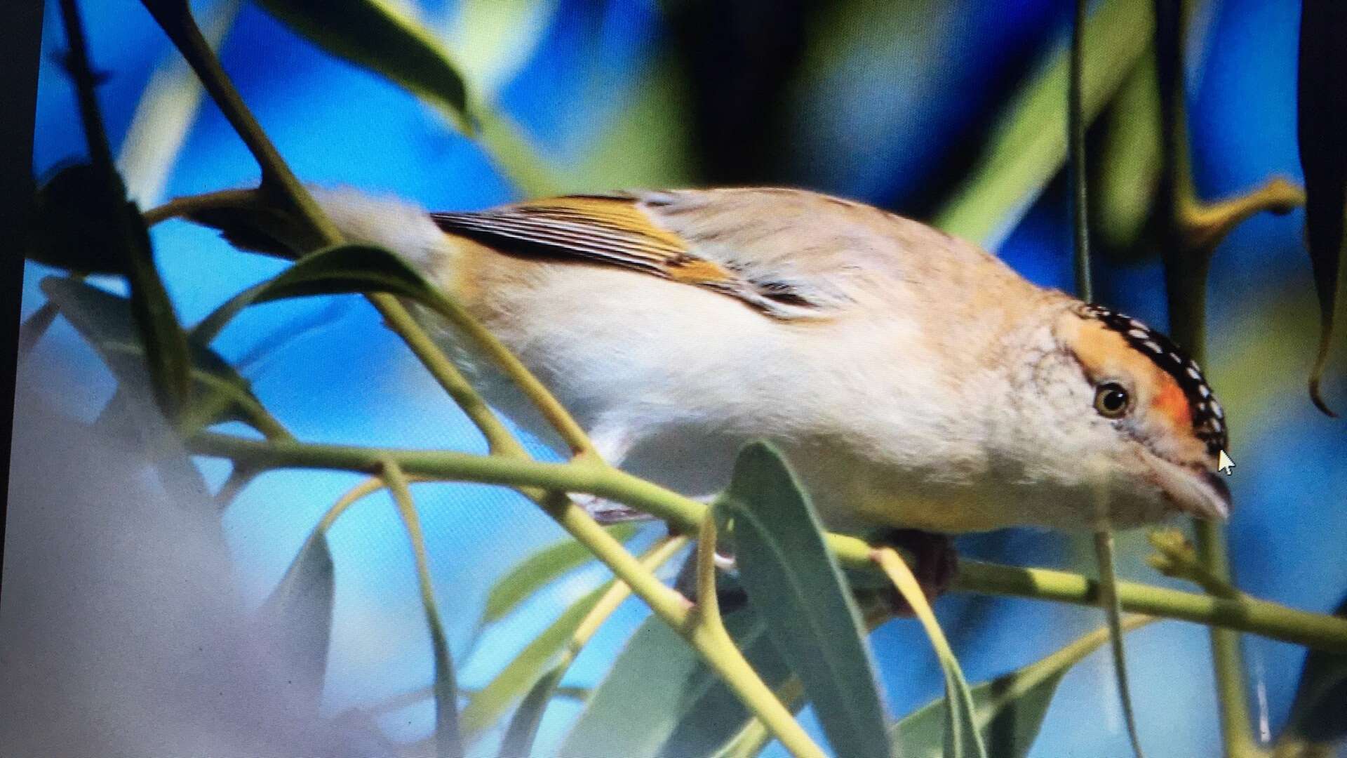 Imagem de Pardalotus rubricatus Gould 1838