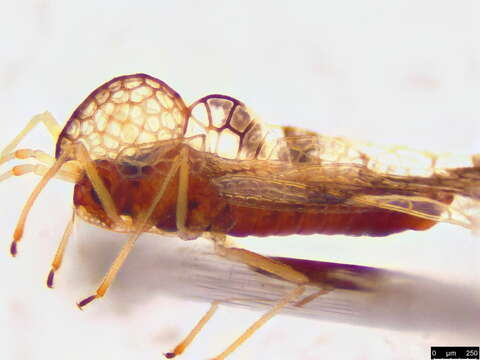 Image of azalea lace bug