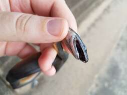 Image of Brown water python