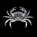 Image of Knotfinger mud crab