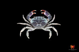 Image of Knotfinger mud crab