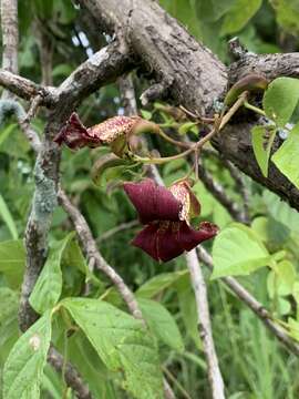 Image of Bean-tree