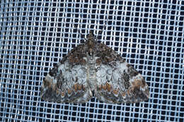 Image of common marbled carpet