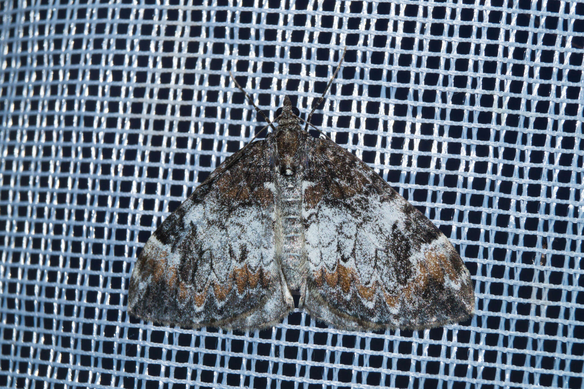 Image of common marbled carpet