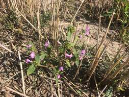 Imagem de Galeopsis ladanum L.