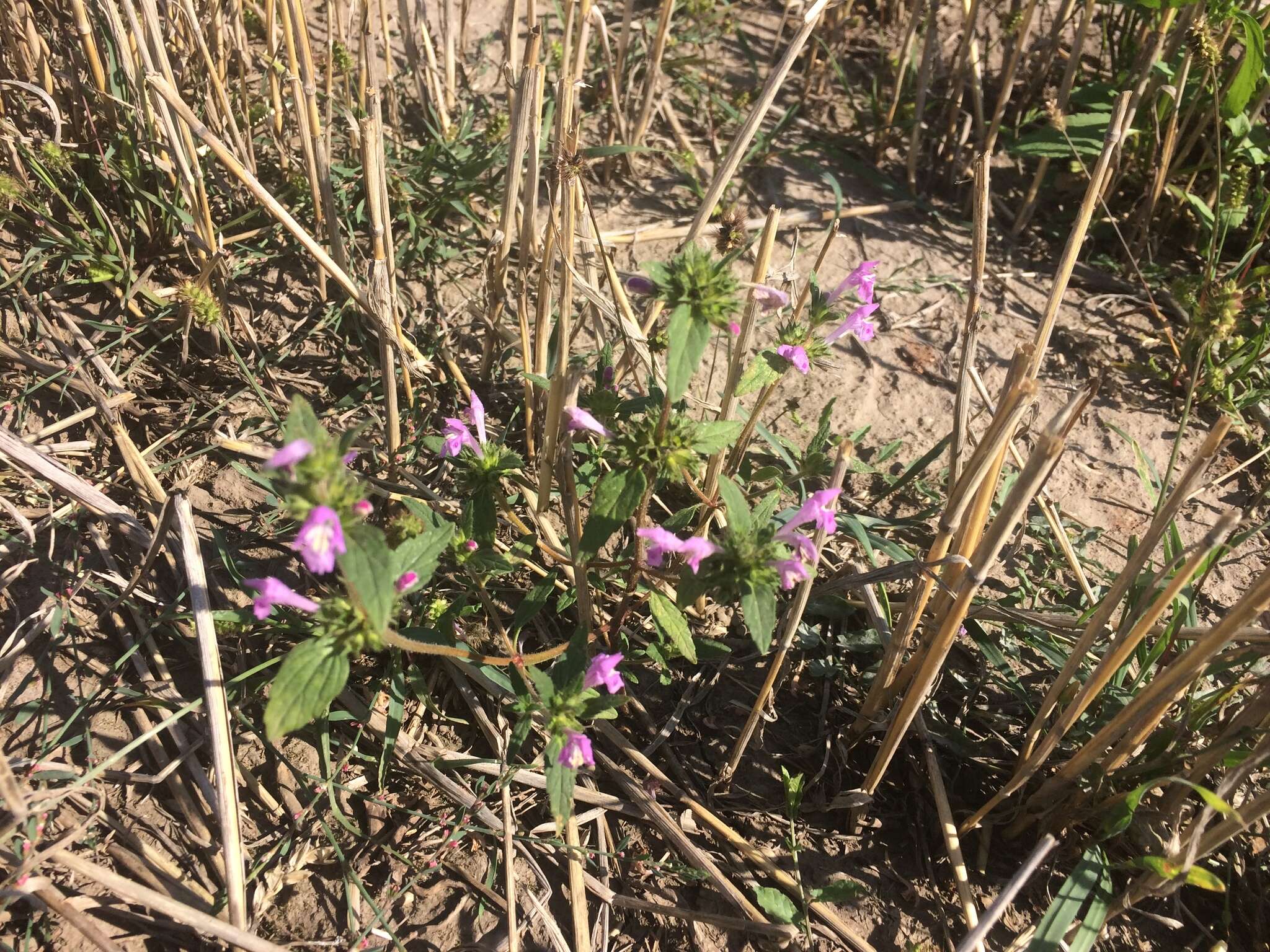 Image of Red hemp nettle