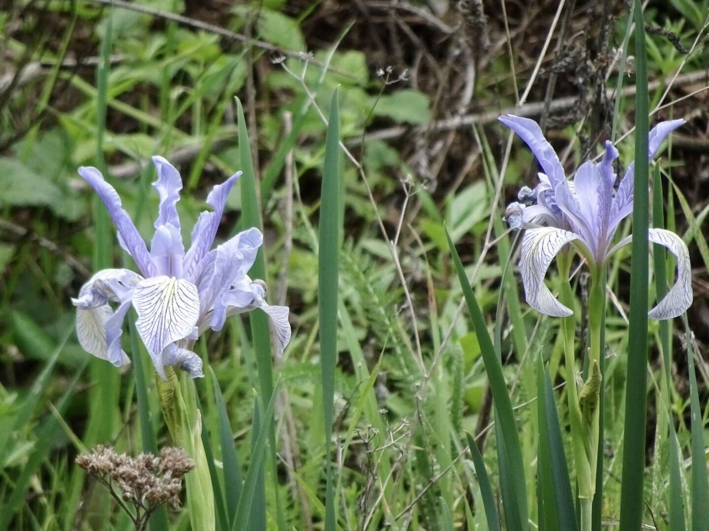 Image of Coast Iris