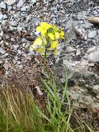 Image de Erysimum sylvestre (Crantz) Scop.