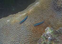 Image of Caribbean neon goby