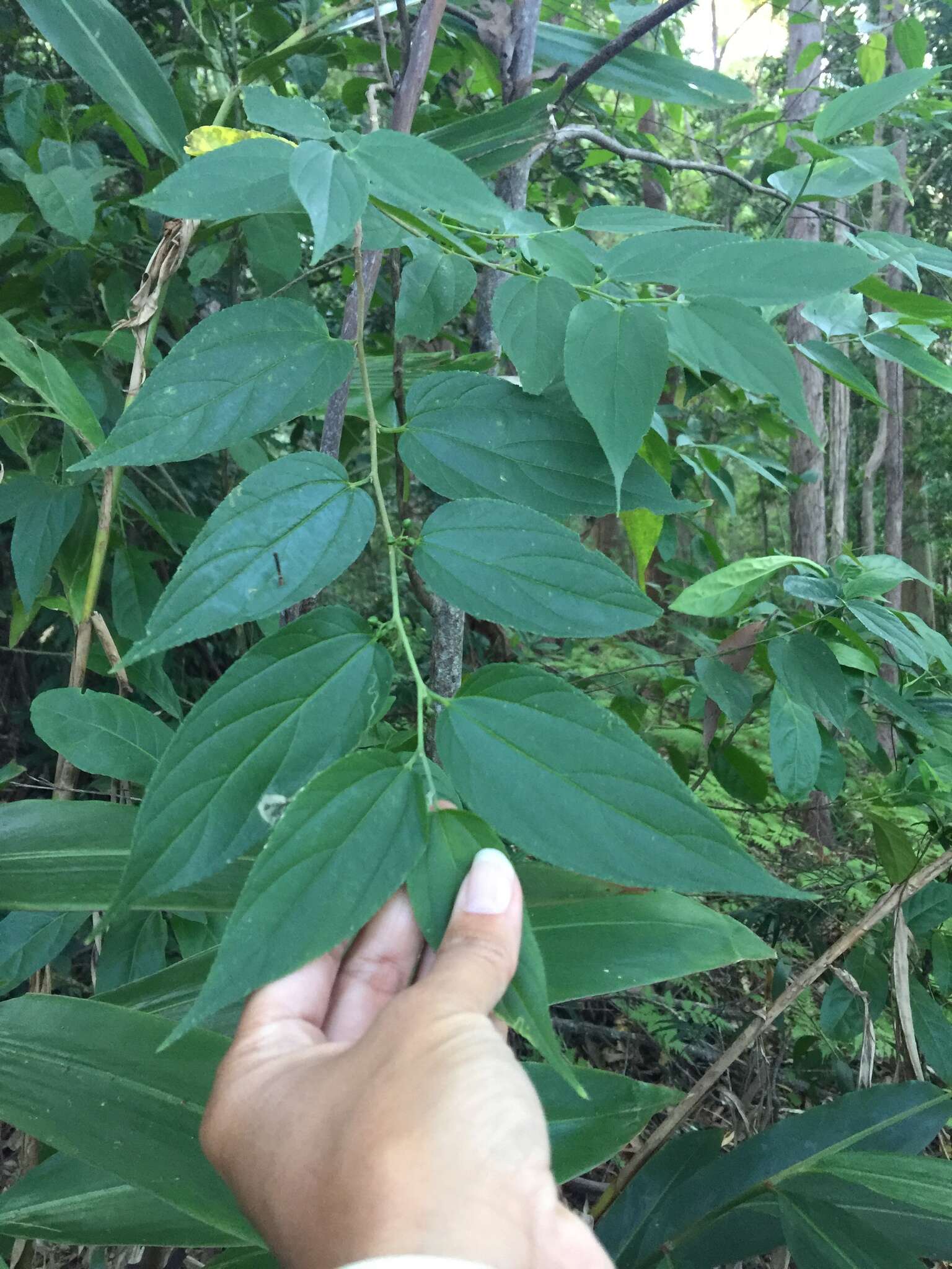 Image of peach-leaved poison bush