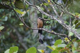 Image of Bornean Treepie