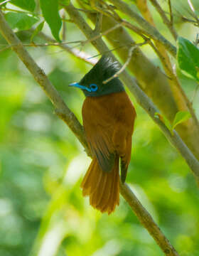 Image of Terpsiphone viridis plumbeiceps Reichenow 1898