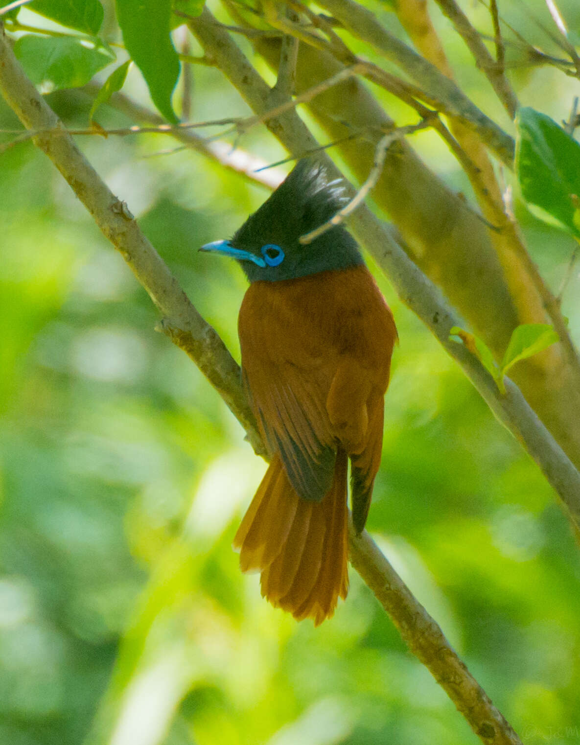 Image of Terpsiphone viridis plumbeiceps Reichenow 1898