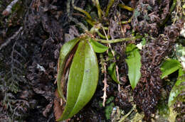 Plancia ëd Drymoanthus adversus (Hook. fil.) Dockrill