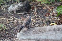 Image of Galapagos Mockingbird