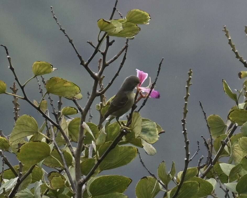 Image of Oahu Amakihi