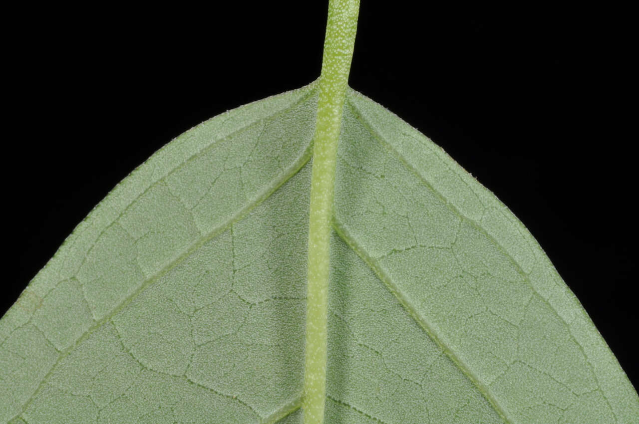 Image of Deutzia pulchra S. Vidal