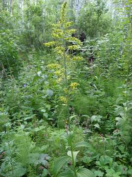 Imagem de Veratrum lobelianum Bernh.