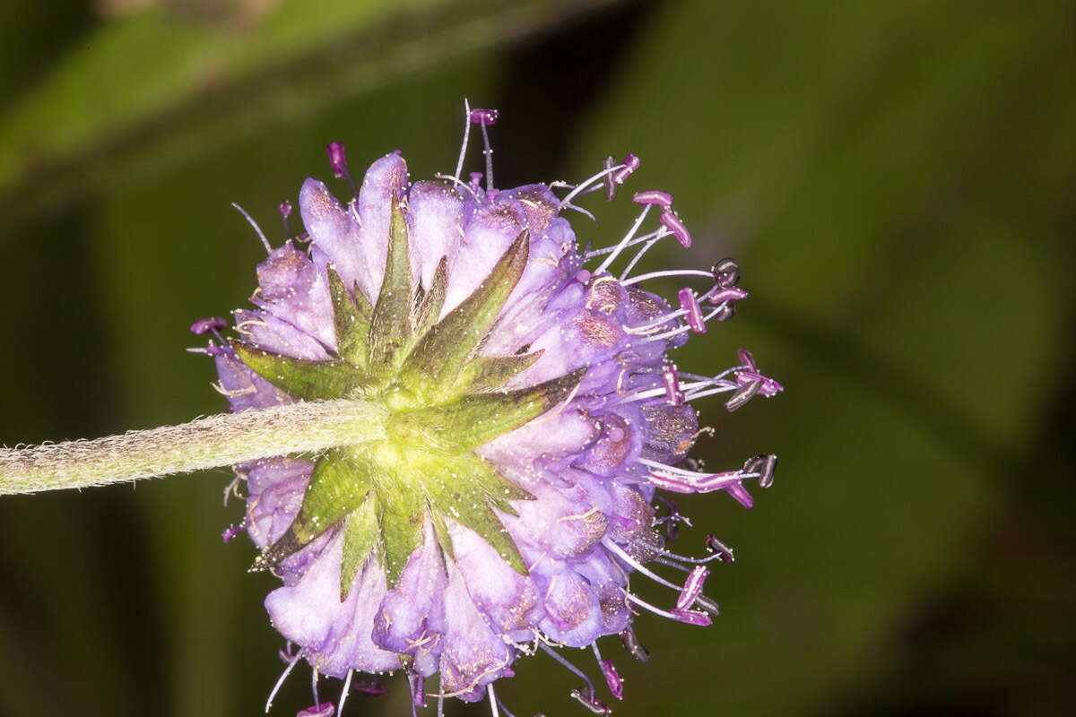 Image of Devil’s Bit Scabious