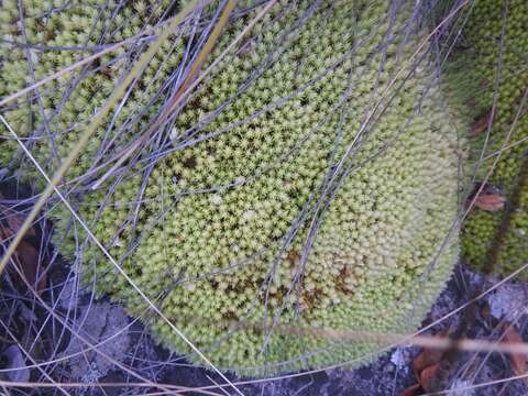 Imagem de Leucobryum madagassum Bescherelle 1880