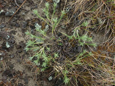 Image of Franklin's sandwort