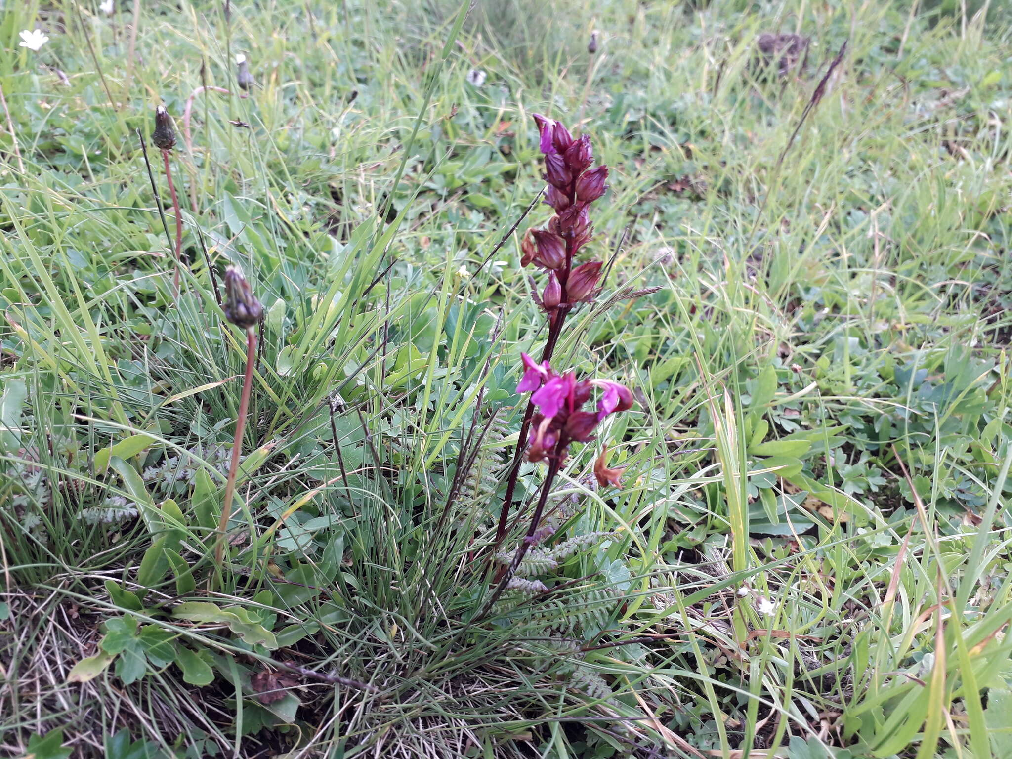 Image de Pedicularis nordmanniana Bunge