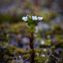 Sivun Euphrasia hookeri Wettst. kuva