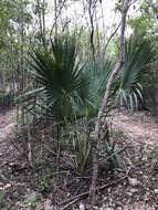 Image of Puerto Rico palmetto