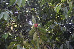 Image of Uvaria grandiflora Roxb. ex Hornem.