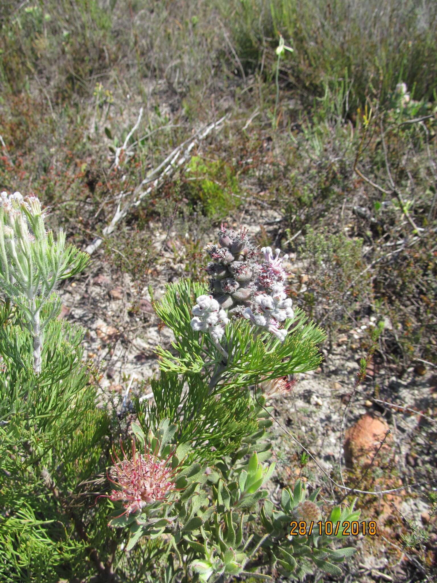 Image of Paranomus bolusii (Gandoger) Levyns