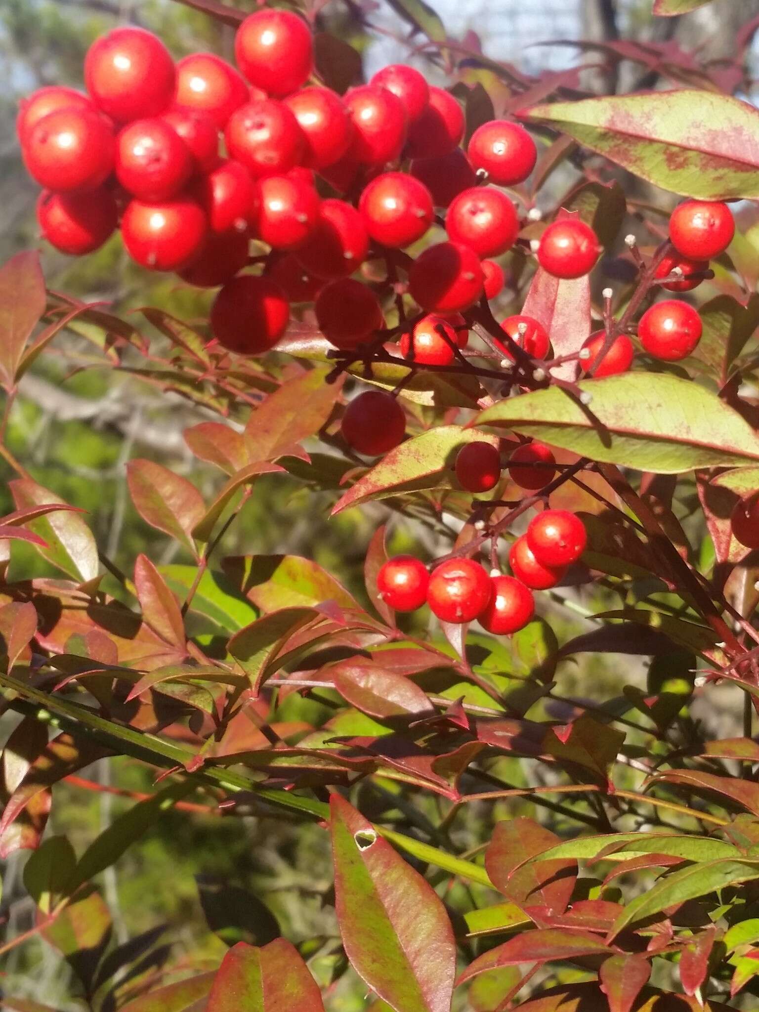 Image of nandina