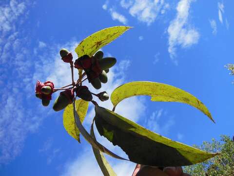 Image of Licaria excelsa Kosterm.